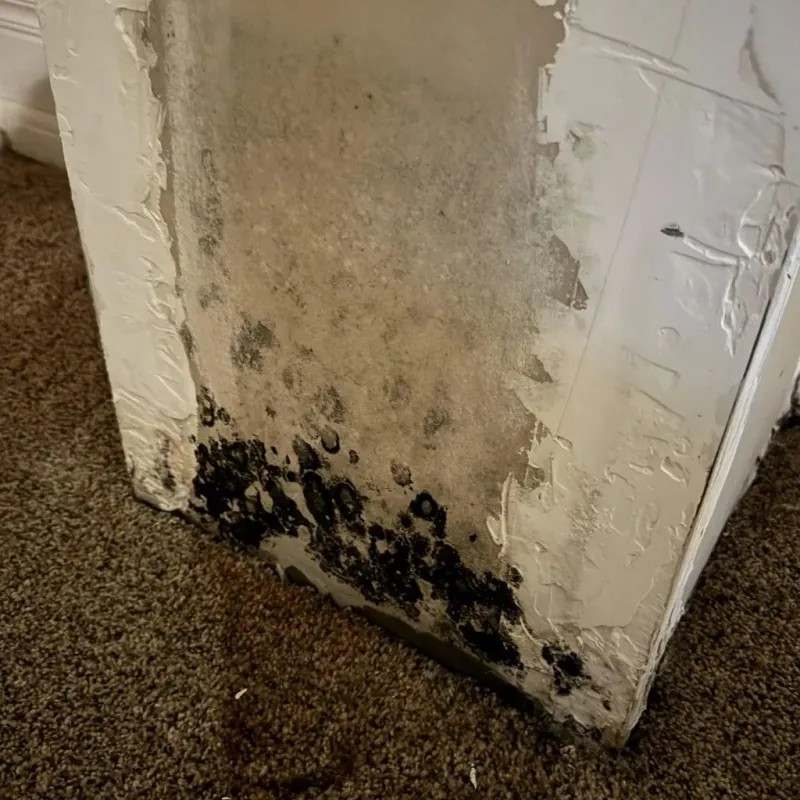 Professional Mold Removal in Broken Bow, NE